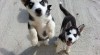 Krásné modré oči sibiřský husky štěňata na prodej. 458472_t.jpg