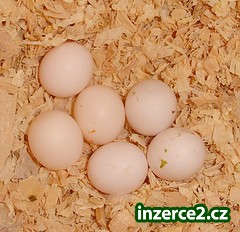papoušek papoušci na prodej._2 46037_2.jpg