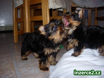 13 týdnů stará šálek Yorkie štěňata pro přijetí_1 461515_1.jpg