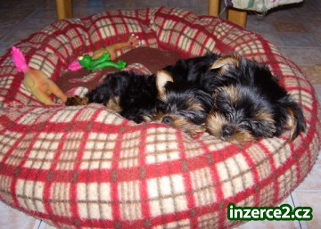 13 týdnů stará šálek Yorkie štěňata pro přijetí_2 461515_2.jpg