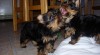 13 týdnů stará šálek Yorkie štěňata pro přijetí 461515_t.jpg
