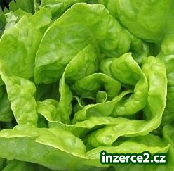 Vypěstujte i na balkoně Bio salát_1 461678_1.jpg