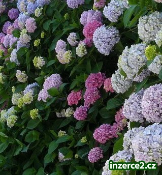 Hortenzie_1 461681_1.jpg