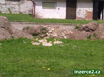 Housátka_1 461728_1.jpg