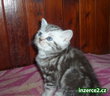 BRIT.KOŤATA_1 462398_1.jpg