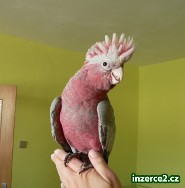 Kakadu růžový_1 46250_1.jpg