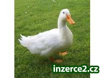 Kachňata a násadová vejce kachen amer. pekingských_1 462901_1.jpg