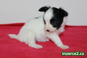 Papillon - Motýlek - štěňátka_2 462941_2.jpg