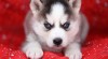 Registrovaní Sibiřský husky štěňata 463359_t.jpg