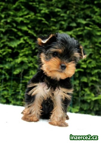 Yorkshire terrier s PP_1 463690_1.jpg