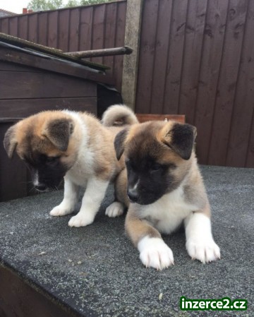 Ohromující štěňata Akita_1 464213_1.jpg