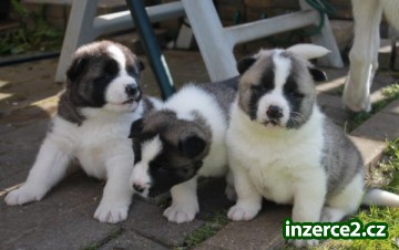 Americká Akita Štěňata_1 464218_1.jpg