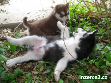 Krásné Sibiřský husky Štěňata_1 464243_1.jpg