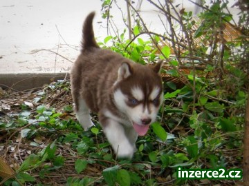 Krásné Sibiřský husky Štěňata_2 464243_2.jpg