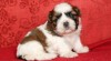 Štěňátka Shih-tzu 464248_t.jpg