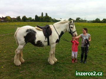 Gypsy Vanner kůň_1 464251_1.jpg