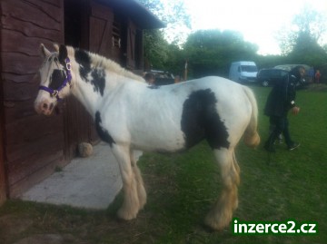 Gypsy Vanner kůň_2 464251_2.jpg