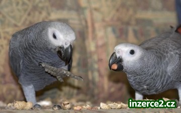 Páry mluvit afrických šedých papoušků_2 464253_2.jpg