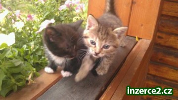 2 černí kocourci a 1 zlatá kočička k prodeji_1 466958_1.jpg