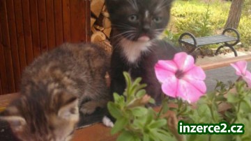 2 černí kocourci a 1 zlatá kočička k prodeji_2 466958_2.jpg
