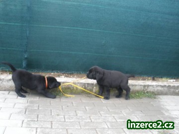 Labradorský retrívr_2 466996_2.jpg