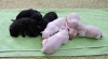 Labrador retriever - prodám 467075_t.jpg