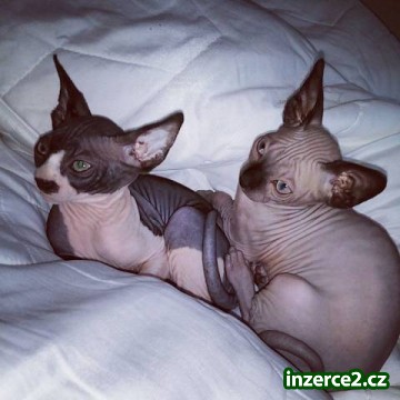 Kanadský Sphynx_2 467980_2.jpg