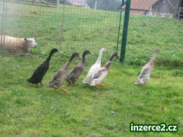 Jehňata vřesůvky a kachny indický běžec na pasení_2 468179_2.jpg