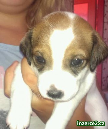 Prodám štěňátka jack russel_1 468507_1.jpg