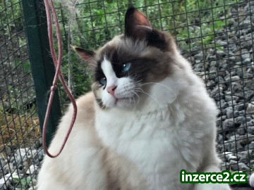 koťata Ragdoll_1 470871_1.jpg