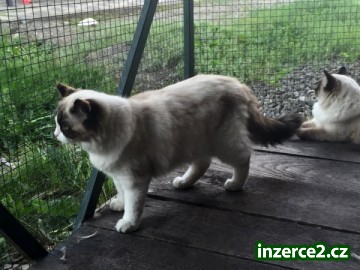 koťata Ragdoll_2 470871_2.jpg