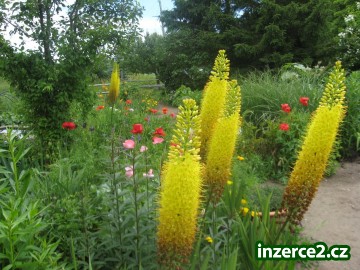 kořenové hlízy Liliochvostce úzkolistého(Eremurus)_1 470897_1.jpg