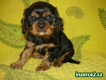 Kavalír king charles španěl bez PP_1 471641_1.jpg