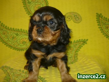 Kavalír king charles španěl bez PP_2 471641_2.jpg