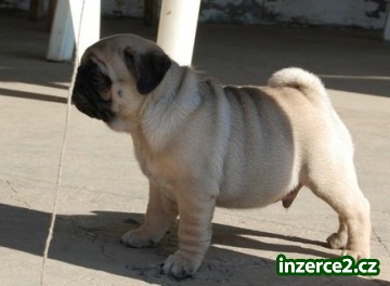 Mops štěňata připraven k přijetí_2 472903_2.jpg