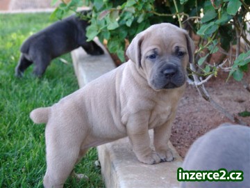 Cane corso Štěňata připravovali jak nyní_1 472904_1.jpg