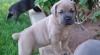 Cane corso Štěňata připravovali jak nyní 472904_t.jpg