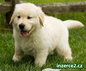 Zlatý retrívr puppies- Pánská & Dámské_1 472906_1.jpg