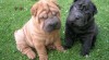 Krásné plemene Shar Pei štěňata. 472911_t.jpg