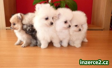 Pomeranian štěně Připraveno nyní_1 472927_1.jpg