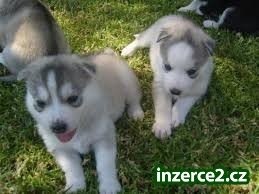 sibiřský husky_1 472941_1.jpg