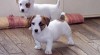 Tyto Jack Russell štěňata vyzařuje pocit lásky, 472965_t.jpg