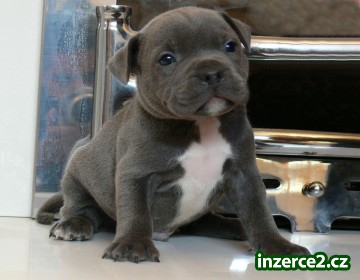Krásné Bull Terrier štěňata_1 472966_1.jpg