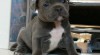 Krásné Bull Terrier štěňata 472966_t.jpg