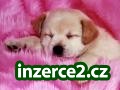 PSISALON HANK_1 47326_1.jpg