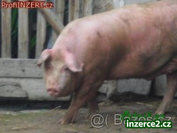 473292_1.jpg