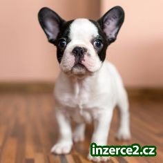 Francouzský buldoček štěňata s PP FCI_1 473895_1.jpg
