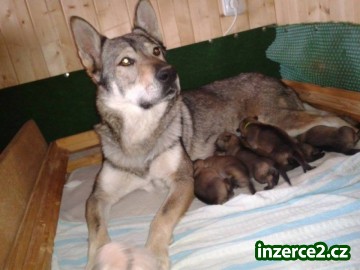 Štěňátka Československého vlčáka s PP-fenky_2 474357_2.jpg