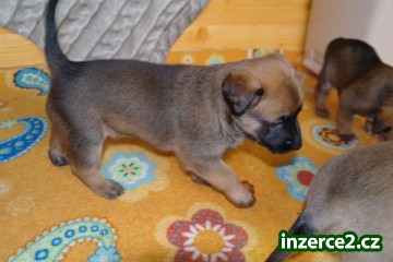 Belgický ovčák - Malinois_1 474551_1.jpg