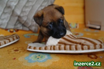 Belgický ovčák - Malinois_2 474551_2.jpg